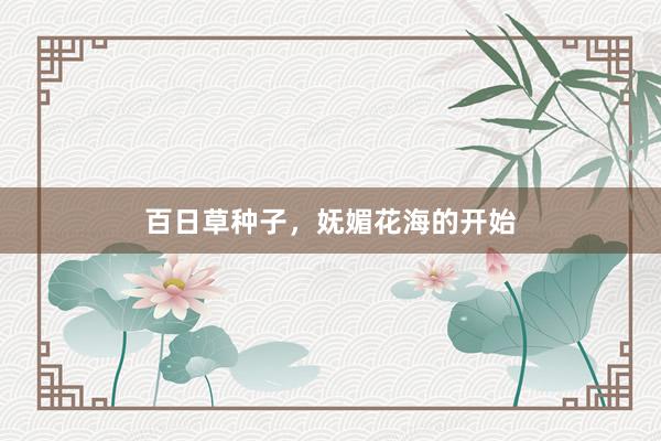 百日草种子,妩媚花海的开始